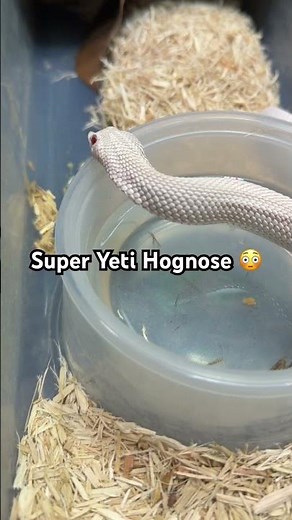 $1,000 Super Yeti Hognose Tried To “Attack” Me 😳🐍