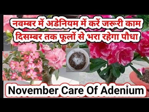 नवम्बर में आयेंगे इतनेफूल कि पड़ोसी भी मांगेगेNovember Care Of Adenium.ADENIUM PLANT CARE #adenium
