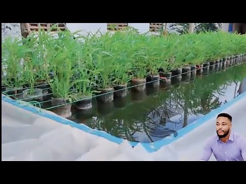 Backyard aquaponic pond for your catfish and vegetable production.
