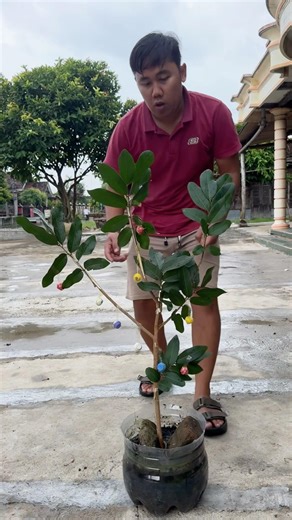 Pohon Mercon Bola Asap Warna Warni Berbuah Banyak #mercon #petasan #pohon #sedih #nangis #ramadhan