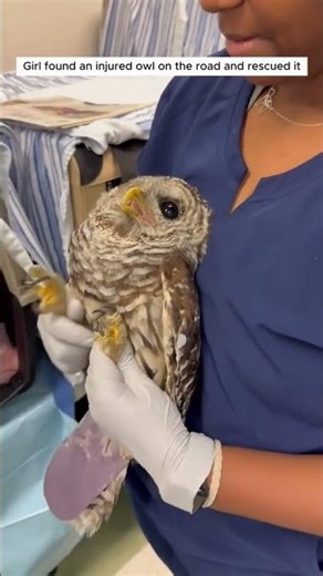 What Happened Next Will Surprise You #animals #kindness #shorts