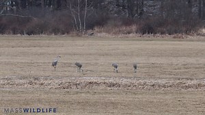 9.9K views · 291 reactions | While sandhill cranes are not common in Massachusetts, these four were recently spotted in Lancaster! With a 6-foot wingspan, these large, graceful birds may be seen in grasslands, wetlands, and other open areas while breeding or foraging for invertebrates and grains. | Massachusetts Division of Fisheries & Wildlife | Facebook