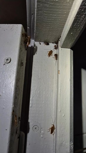 4.9K views · 11 reactions | Est-ce encore Halloween ?  Les reconnais-tu ?  #halloween #blattes #pourtoi #fyp | Destruction Guêpes Nuisibles et Frelons 84 | Facebook