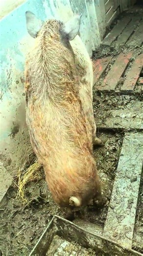 🐷 Рядом друг с другом — тёплая история двух кабанов в мире природы 🌅#кабаны #кабан #природа