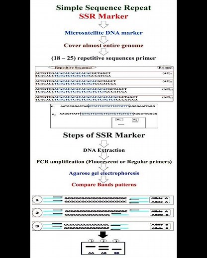 Principle and Steps of SSR Marker #geneticteacher
