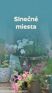 Trvalky, čo to na slnku rozbalia🤩🌺 Teplo, svetlo, lúče celý deň – presne to tieto trvalky milujú. Žiadne skrývanie v kúte, ale rozkvitnuté záhony plné života, ktoré žiaria viac než slnko samé ☀️😎 Do črepníkov sme vysadili slnečné typy, ktoré spolu ladia nielen farbou, ale aj kvetom. 1. črepník🪴: Lychnis (kukučka) - je nežná trvalka s jemne strapatými fialovými kvetmi, ktoré lákajú opeľovače🐝 Iberis - je nízka, vždyzelená trvalka s bohatými vankúšmi drobných bielych kvetov, ktoré rozžiaria k