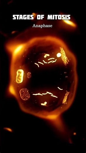 Cell division: Exploring the Stages of mitosis #science