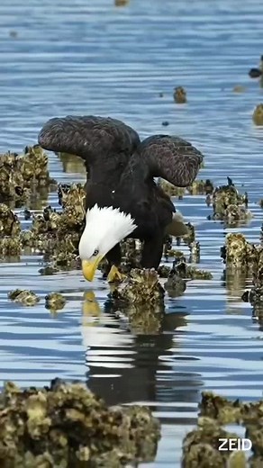 Bald Eagles in Their Natural Habitats