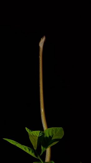 Incredible! Watch This Snake Climb a Tree with Ease 🌳