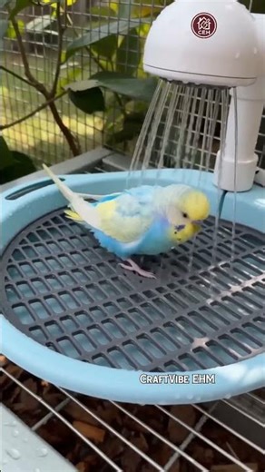 Why Your Bird Needs a DIY Shower Like This 🚿