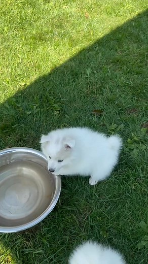 They are all little bundles of joy #americaneskimo #spitzlovers #fluffypuppy #germanspitz #americaneskimo #eskimo #eskie #spitzofinstagram #eskiesofinstagram #eskies #americaneskimosofinstagram #eskimodog #americaneskimos #pomimo #americaneskimospitz #americaneskimopuppy #americaneskimodogsofinstagram #Americaneskimodogsofinstagram # | Akc Eskimo puppies in USA | Facebook