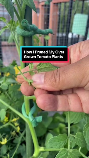 Pruning & Staking Overgrown Tomato Plants