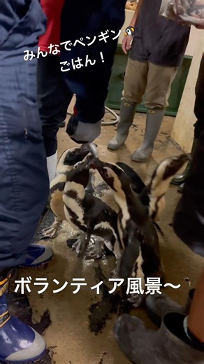 みんなでペンギンごはん！ #宮古島 #ケープペンギン