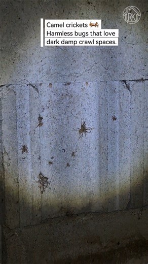 Met Some Unexpected Friends in This Crawl Space 🦗😅