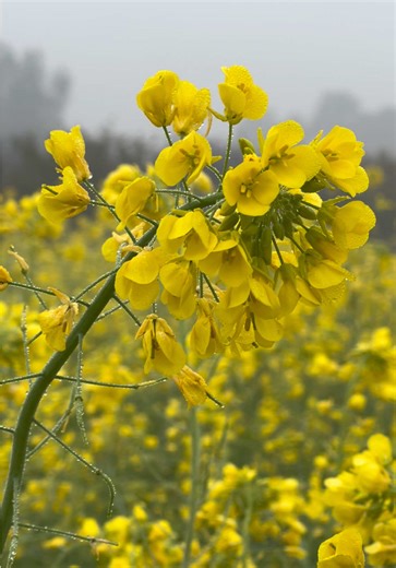 #sohnapind149 #virelvideo #trending #virel #fyp