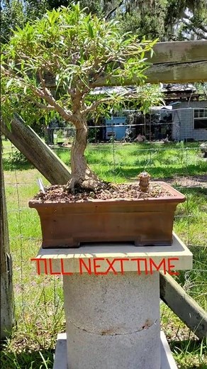 Bonsai by the Samurai, pruning and thinning out a Willow Leaf Ficus bonsai @Bonsai by the Samurai