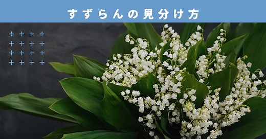 【春必見】スズラン、スノードロップ・フレークの見分け方を詳しく解説！メルヘンなスイスの秘境も公開 | スイス暮らしのブログ