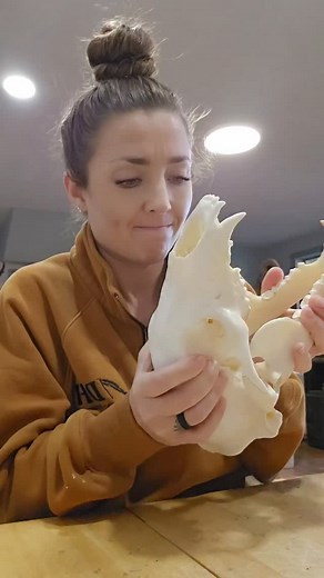 This black bear skull is one of the hardest skulls I've done yet! The request for this design was the south side of Mount St Helen's with a sunrise sky, trees and a lake 🩷 #beadedskull #skullart #skullartist | Western Skies Skulls and Jewelry