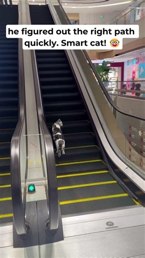 Smart cat on the escalator #cats