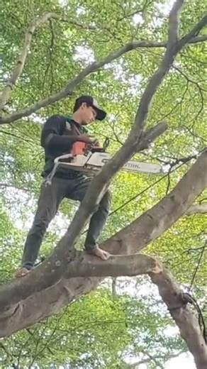 Woodworking project large tree pruning technique using rope #shortvideo #treecutting #chainsaw