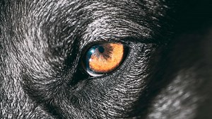 What Do Dogs See? Not Exactly What You Think – Rex Specs