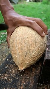 1.3M views · 4.8K reactions | Dredging cone coconuts from the shell #coconut #satisfying | Handika Amiranto | Facebook