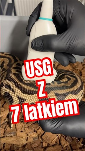 Today we had an ultrasound of female ball pythons💪 #pythonregius #reptiles #ballpython #python #u...