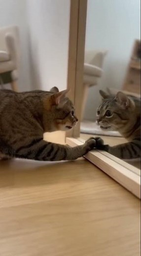 Cat vs. Its Reflection – Mirror Showdown 🐱🪞