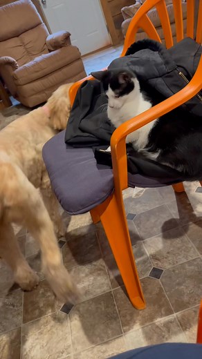 16 reactions | Worden’s Pet Resort on Reels | Facebook