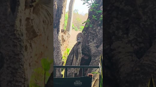 Rare Tree Hyrax Spotted at Zebra Plains River Camp