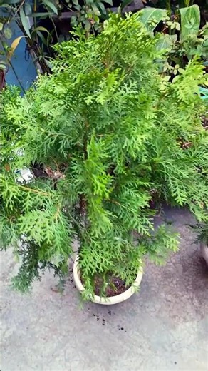 Tips for Thuja plants care - Platycladus orientalis #gardening #shorts