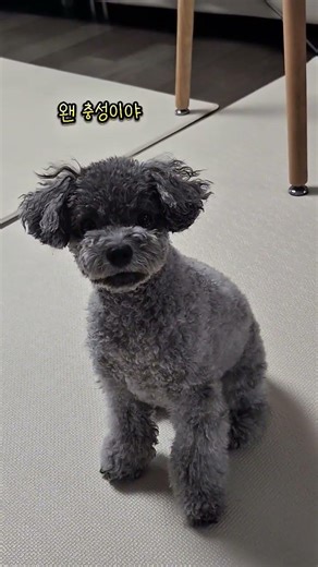 별걸 다 기억하는 쫑