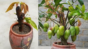 1M views · 8.7K reactions | 省 How to Grow Mango Trees to Grow Branches Quickly and Bear Lots of Fruit – Anyone Can Do It! | H&H Gardening World | Facebook