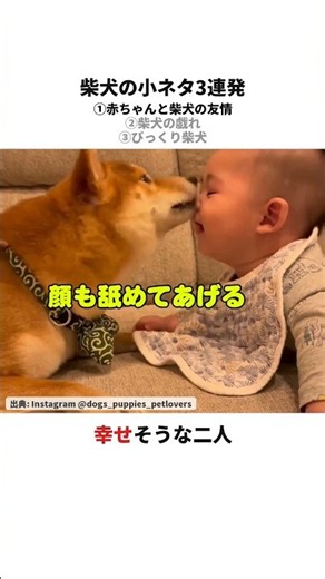 赤ちゃんと柴犬の友情ほか柴犬の小ネタ3連発