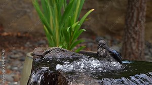 California scrub jay in a water fountain