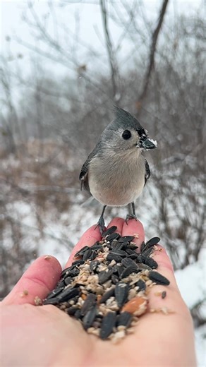 Titmice Enjoying a Snowy Day in Michigan
