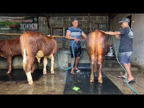 Sorotan 0.00 - 1.30 dari Mandiin Sapi terus kita jual