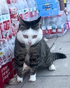 28K views · 679 reactions | Real Labubu | Funny Now | Facebook