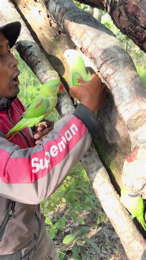 Post 02:In my free time, I like to walk around and watch parrots building their nests in the forest.