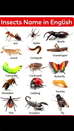 🐞🐝Common Insects Name 🦎🪲🪳🦋 #learnenglish #spokenenglish #shorts