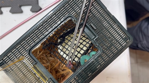 20K views · 214 reactions | Sunda island pit viper ( Trimeresurus insularis) captive born at KRZ being tease fed. | Kentucky Reptile Zoo | Facebook