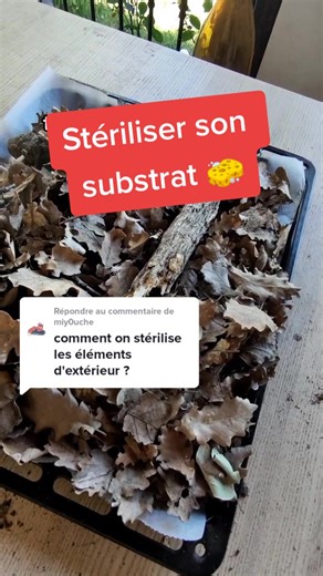 Fabriquez un terrarium sain avec ces astuces