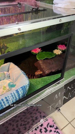 Turbo's Custom Cuvier's Dwarf Caiman Enclosure