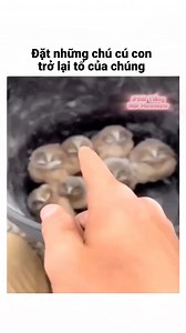 2M views · 53K reactions | Mấy con cú: 黎﫨 #meme #chomeo #thucung #pet | Đài Tiếng Nói MewMew | Facebook