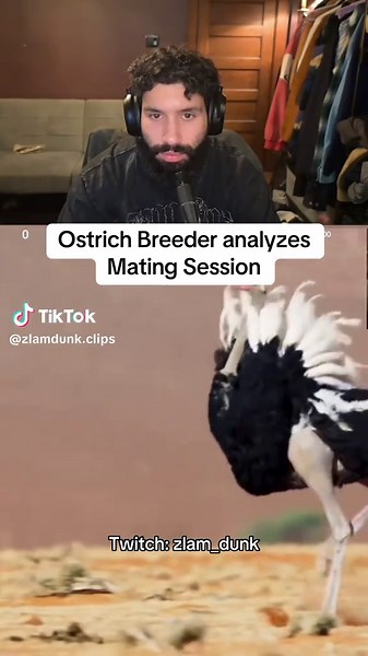 Ostrich Mating Session Analysis by Breeder