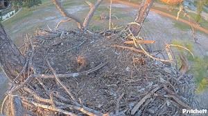 Southwest Florida Eagle Nest Cam - Live Webcam