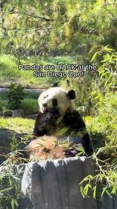 10K views · 166 reactions | It’s panda-monium at the San Diego Zoo!  Visit Panda Ridge to meet Xin Bao and Yun Chuan, two new giant pandas from China.  This beautiful exhibit takes inspiration from the lush landscapes of this pair’s native habitat. Learn more about visiting the zoo’s giant pandas: https://bit.ly/4eCFM9n  Visit San Diego | Visit California | Facebook