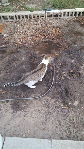 The nerve!!! 7th level cuteness of Classical Conditioning!🐈👨🏽‍🏫🤣😂🤣