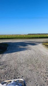 36K views · 1.3K reactions | Lebri pang pinapaitan  #sheepfarming #sheep #sheepfarm #farmlife #farming #ofwlife #pinoyabroad | Kapangarap vlog New Zealand | Facebook