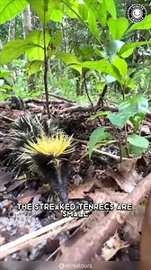 Streaked Tenrec 🦔 The Tiny Spiky Fury! #streakedtenrec #tenrec #tenrecsofinstagram #tenrecs #tenrecsofmadagascar #madagascar #madagascar🇲🇬 #wildanimals #rareanimals #cuteanimal | 1 Minute Animals